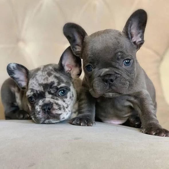 Healthy French Bulldog puppies for sale Australia – Miles Frenchies Australian French Bulldogs