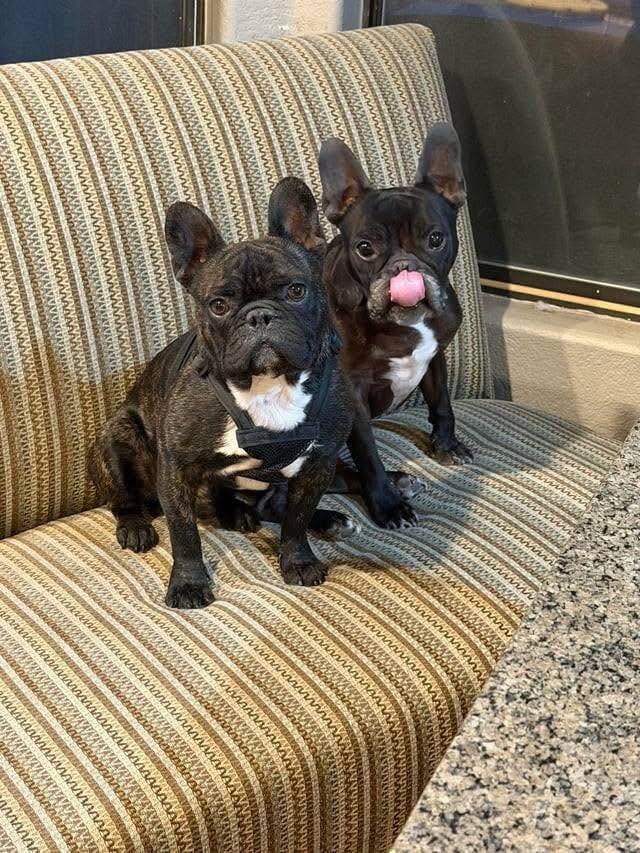French Bulldog puppy Australia – Frenchies for sale from Miles Frenchies Australia