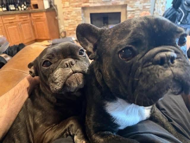 Healthy French Bulldog puppy raised by Miles Frenchies Australia registered French Bulldog breeder