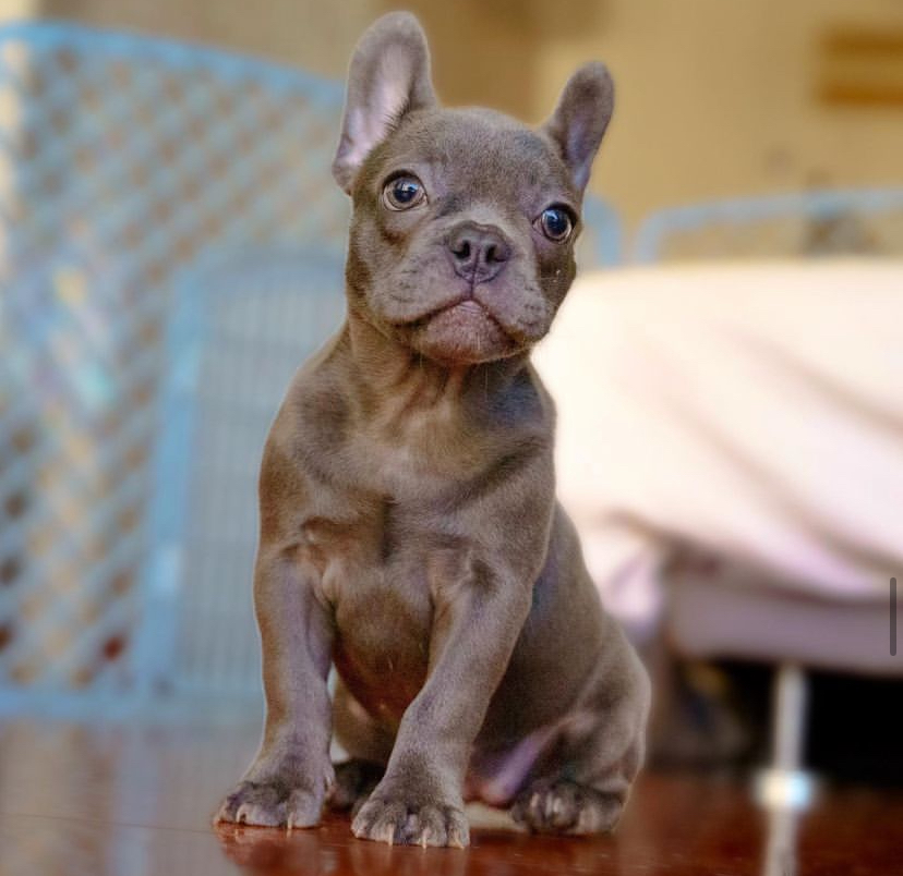 Indah – female Frenchie for sale Australia – vet checked French Bulldog puppy from Miles Frenchies