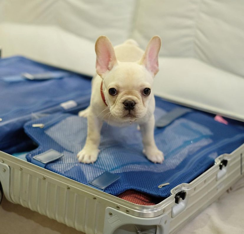 Banjo – male Frenchie for sale Australia from Miles Frenchies registered French Bulldog breeder