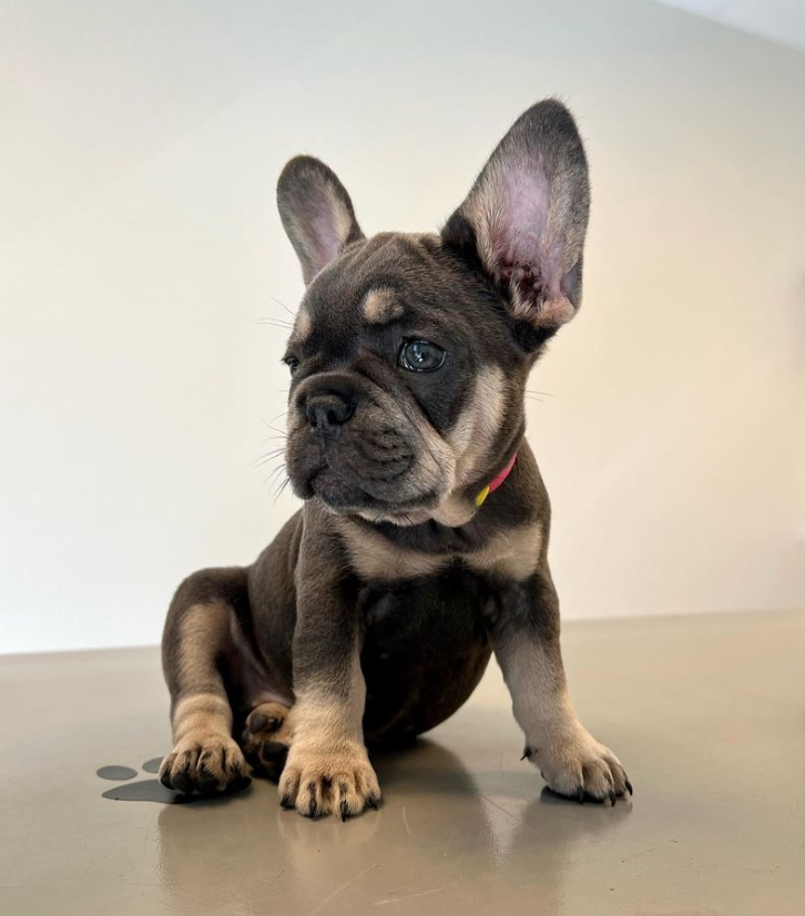Narra – female French Bulldog puppy for sale – healthy Frenchie from Miles Frenchies Australia