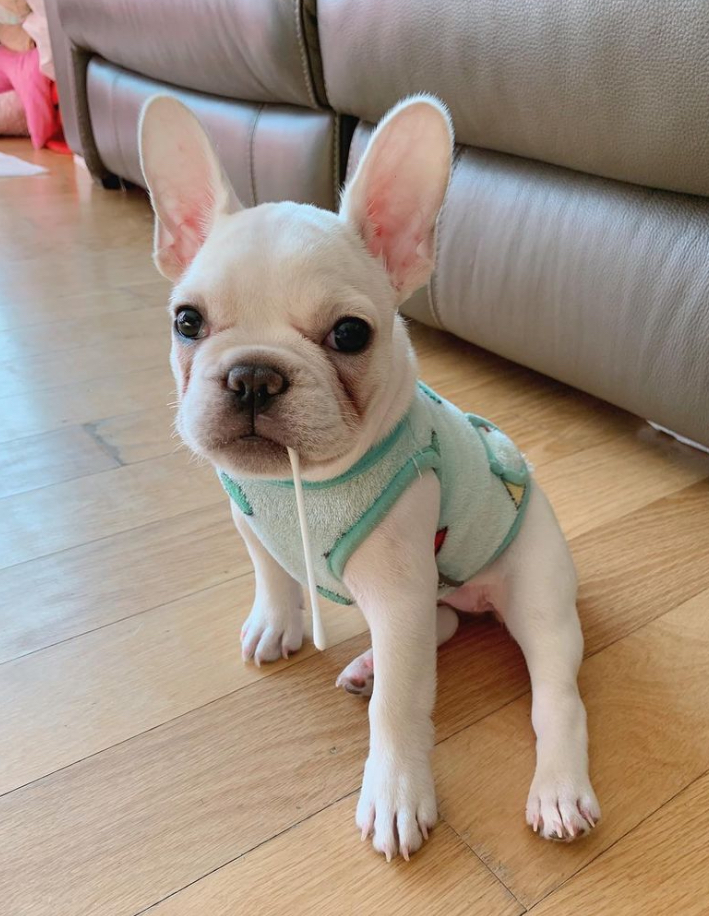 Wren – female French Bulldog puppy for sale Australia – healthy Frenchie from Miles Frenchies