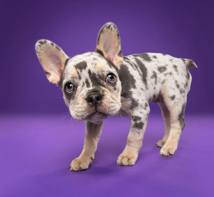 Tali – female Frenchie for sale Australia – well-socialised French Bulldog puppy from Miles Frenchies