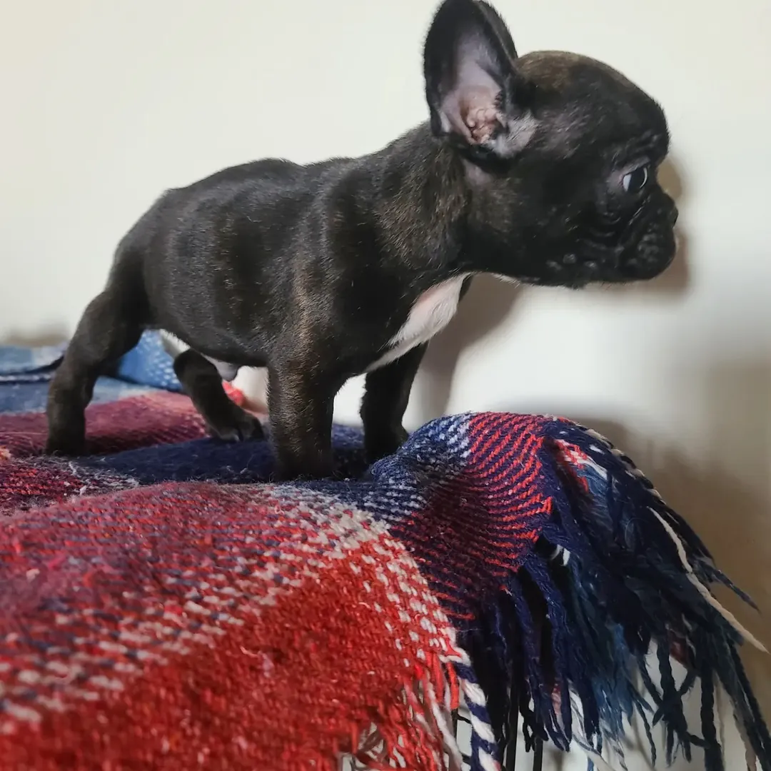 Warryn – male French Bulldog puppy for sale Australia – home raised Frenchie from Miles Frenchies