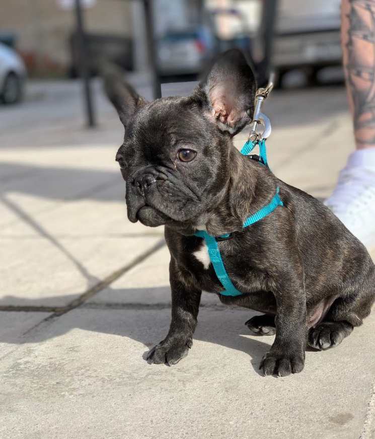 Jarrah – male French Bulldog puppy for sale Australia from Miles Frenchies registered breeder