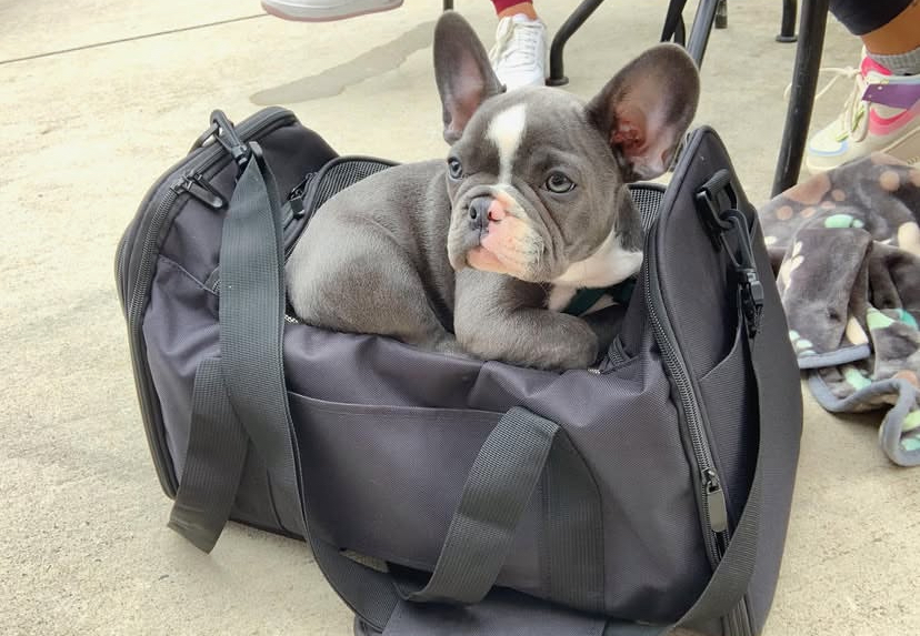 Kalani – male French Bulldog puppy for sale Australia from Miles Frenchies Australia