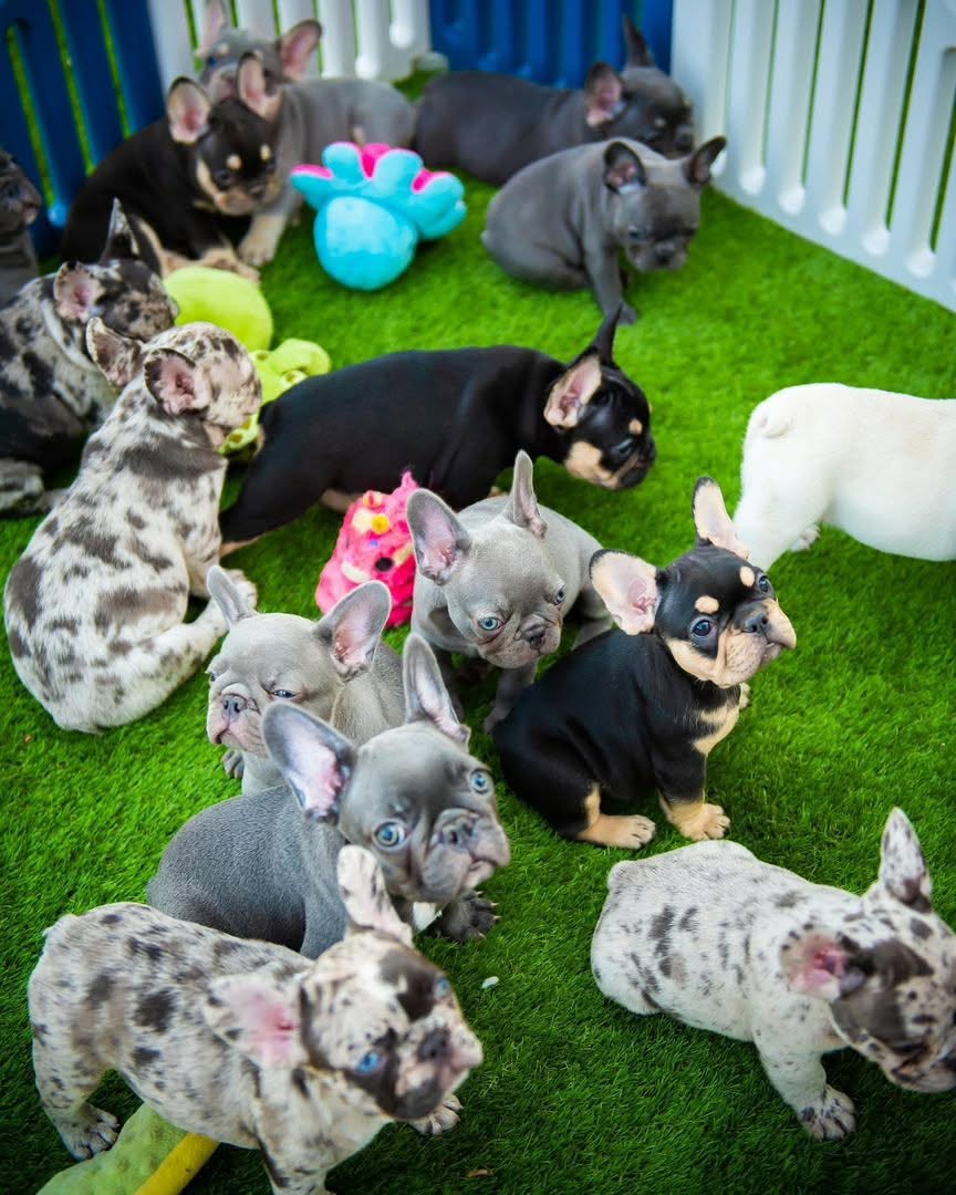 French Bulldog puppies from Miles Frenchies Australia